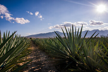 Campo de agave espadín para destilado mezcal y tequila
