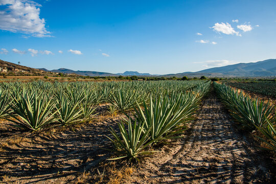 Campo de agave espad&iacute;n para destilado mezcal y tequila