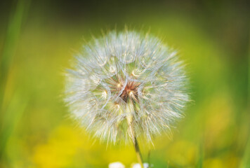 Naklejka premium dandelion summer background close up