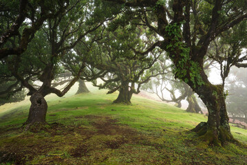 The magical fairy forest of Fanal, Madeira on a misty day, a tranquil landscape with beautiful ancient laurel trees, Laurissilva Nature Reserve, Madeira