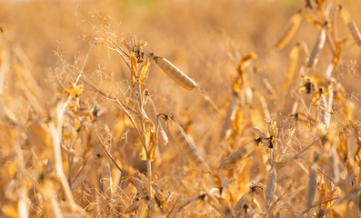 Fototapeta premium ripe dry peas on the field