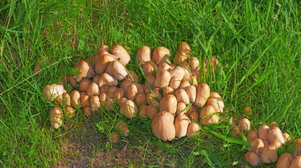 A brown textured ink cap mushroom scattered on the grass. A bunch of sprouts surrounded by big bush lawn in the field in a backyard on a sunny day. The wild mushrooms are growing in the field