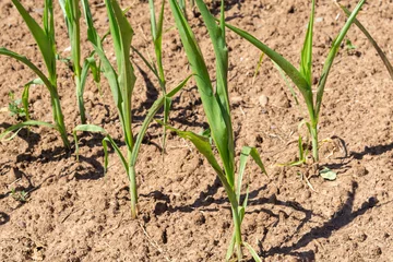 Fototapeten drought corn in the field © Animaflora PicsStock