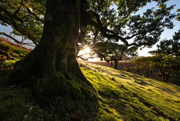 Trunk of a mighty old stinkwood laurel tree (Ocotea foetens) in the fairy forest of Fanal, Madeira, in beautiful light at sunrise, taken against the early morning sun