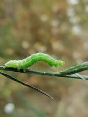 green caterpillar on a leaf