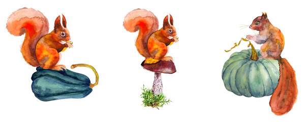 Hand painted watercolor cute animals set. Red squirrel. Hand-drawn. Autumn in the forest. Watercolor illustration.Lovely illustration for pattern, baby shower, invitation