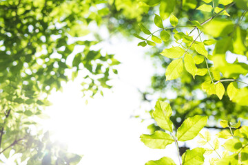 Obraz premium Upward glance to sun rays shines through forest trees. Scattered sunlight that filters through green elm leaves. Sunny summer nature background with sunshine radiant bokeh. Japanese Komorebi concept
