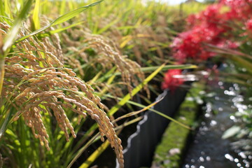 田んぼの脇の彼岸花
