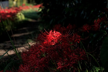 赤い彼岸花の群生
