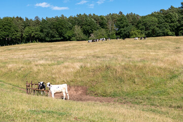 Zwei Kühe am Wegesrand