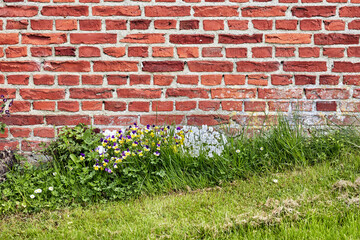A close up of a wall of red bricks on an old building with lush green grass and wild daisies...