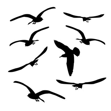 Set of silhouette flying seagulls isolated on white. Tern birds in different poses.