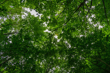 Fototapeta na wymiar looking up to the sky through tree canopy of beech forest
