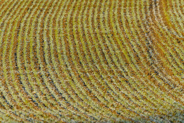 field with freshly sprouting lines of grain