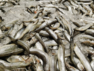 Frozen Kaplin fish in a stainless steel tank. in supermarket