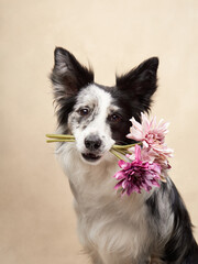dog in flower wreath. happy border collies holding flowers in teeth on color background. Love, relationship, funny 