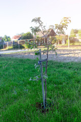 A small tree grows alone and the sun is shining.