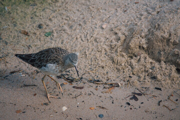 sandpiper isolated on the beach of the Baltic Sea near Zingst. The sandpipers