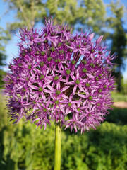Flower of Allium Giganteum