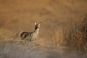 ROE DEER © Fabrizio Moglia
