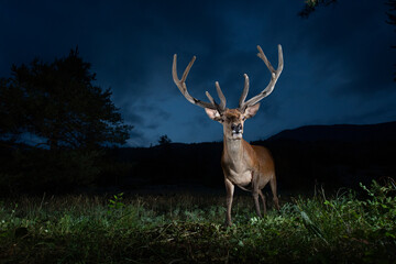 Red deer