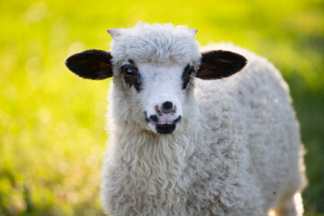 Portrait of cute little lamb