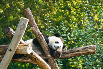 Obraz premium Giant panda lying on tree trunks in the high. Endangered mammal from China. Nature