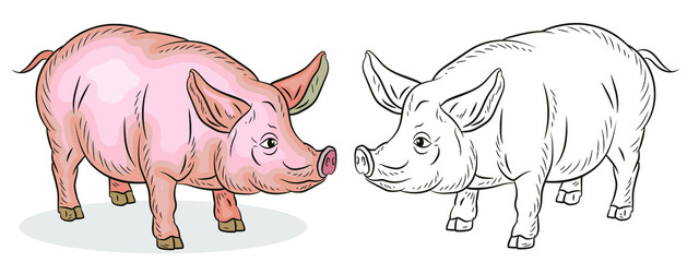 A pet, a pig. Black and white and color image. Coloring book for children. Vector drawing.