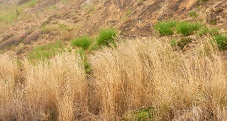 Fototapeta premium Closeup of dry Fynbos growing on Lions Head in Cape Town. Damaged by a wildfire on a mountain landscape. Background of survived green bushes, plants and grass growing outside in wild nature forest