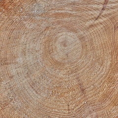 Naklejka premium Raw texture of freshly cut tree trunk. Wooden detail of rough textures on a used tree trunk. Wooden material with carving marks. Circular patterns on organic surface from nature