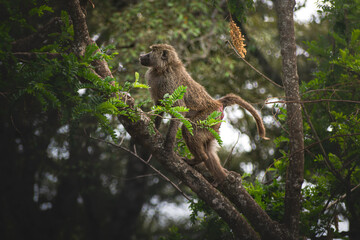 Young male baboon walking along a branch in the jungle. Ngorongoro Tanzania Africa