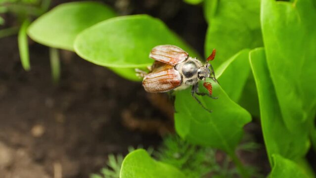 Brown spring Maybug crawling on green leaves in the garden, close-up. Cockchafer, Maybug or Doodlebug. Spring beetle in the garden