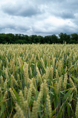 Gr&uuml;nes Weizenfeld