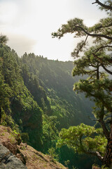 Fototapeta na wymiar A landscape of pine forests in the mountains of La Palma, Canary Islands, Spain. Beautiful green forest of long pine trees under a bright blue sky. A picture of large mountain view from Spain.