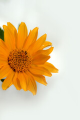 plants, DORONIKUM, yellow daisies, bouquet, flowers, home flowers, aster, perennial plant, green leaves, unpretentious garden plants, flower arrangements, flowers on a white background, 