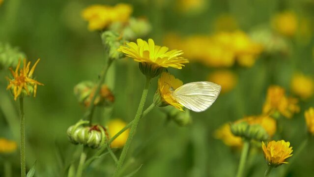 slow motion shot of Beautiful white butterfly sitting on yellow flower in a garden