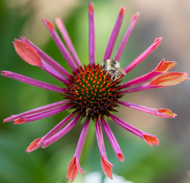 Echinacea Sonnenhut Heilpflanze Mit Einer Honig Biene Die Pollen Sammelt