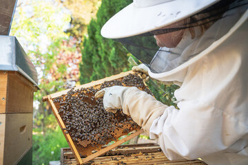 Closeup of Beekeeper inspecting his Beehive and pointing at Bees and honeycombs