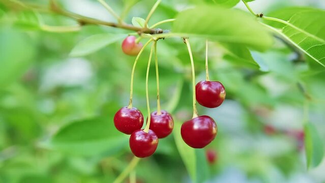 Close-up of red and ripe cherry fruits growing on a tree branch in a cluster.