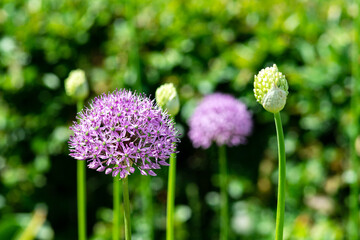 Purple allium flowers on the field close-up. Blooming decorative giant onions on the lawn in the park	