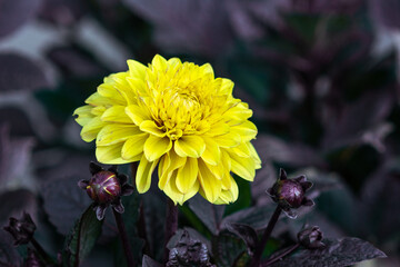 A beautiful Dahlia flower on a flowerbed in close-up. The yellow-orange flower grows in the outdoor	