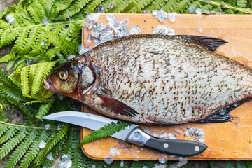 Big fresh bream. Freshly caught river fish. A man cleans the fish from scales. Fishing for spinning and feeder. Preparing fish for cooking.