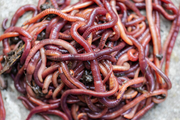 Breeding red worms Dendrobena. Fertile soil. Natural soil improvement. Fishing worms.