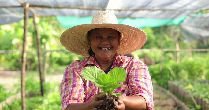 Asian woman farmer harvesting ang showing fresh raw vegetable on her local organic vegetable farm.