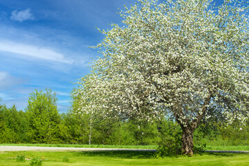 Fototapeta premium blossoming apple tree