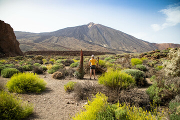 tajinastes, the unique and special flowers in the Teide National Park, Tenerife, Spain