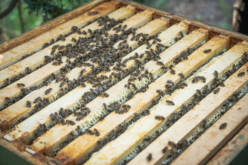 Frames of an open Beehive with Bees during inspection of a Beekeeper