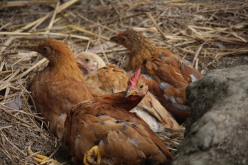 Beautiful portrait of cute baby chicks