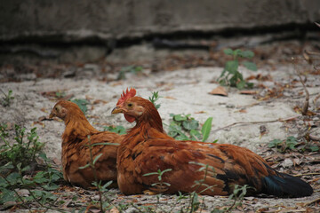 Beautiful portrait of cute baby chicks