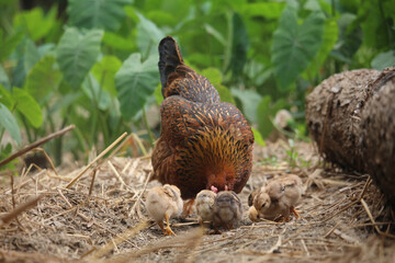 Beautiful portrait of cute baby chicks